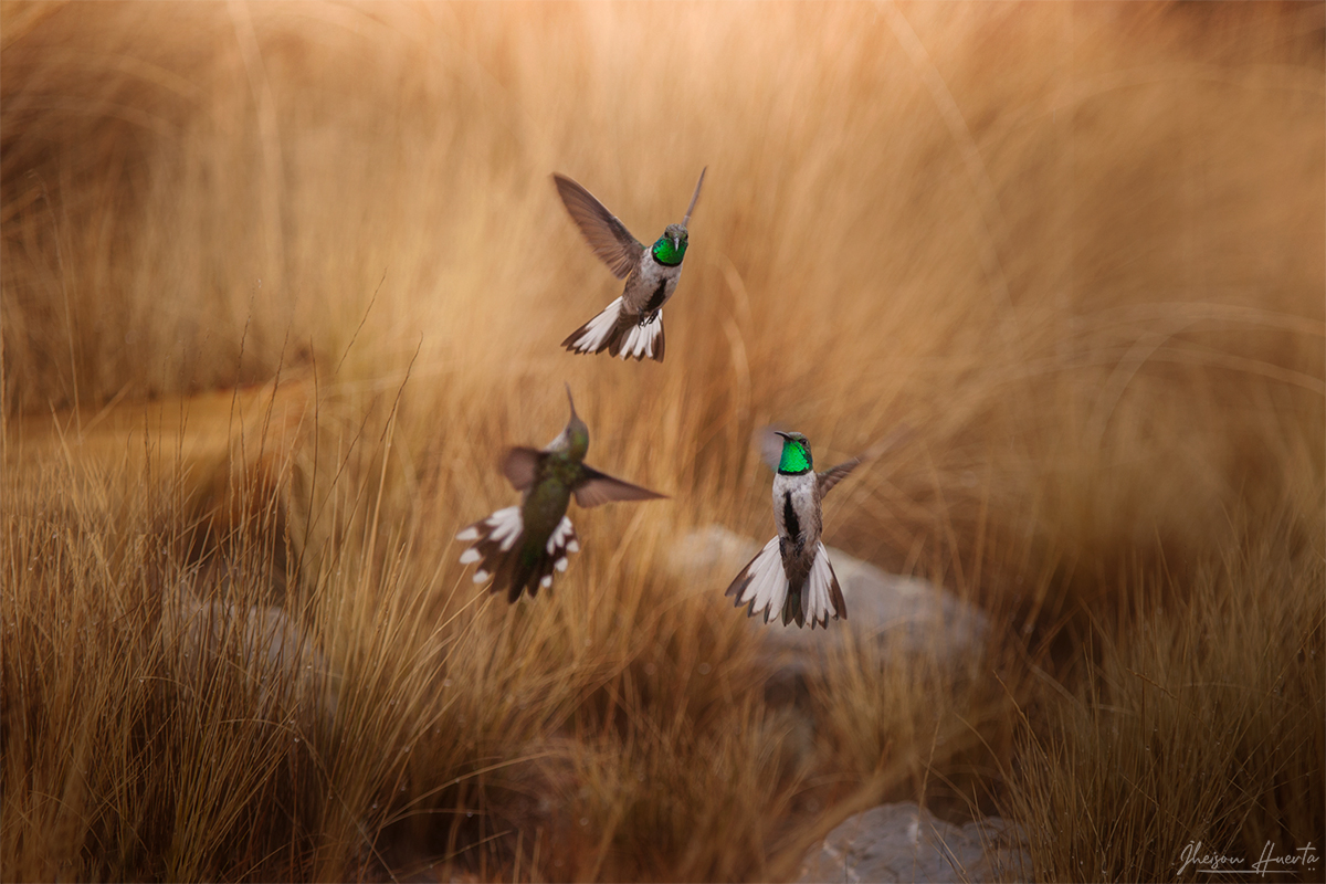 colibri-puyas-2025-web