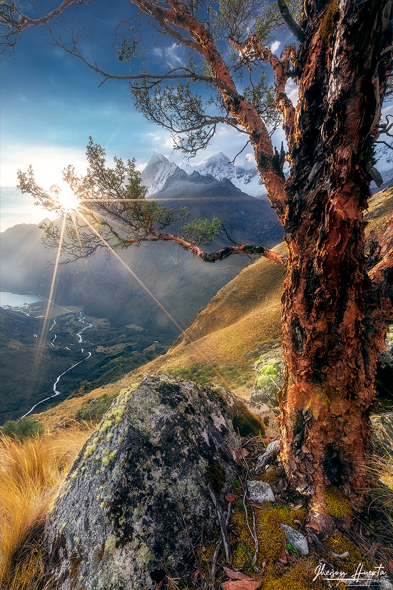 portachuelo-arbol-01-web